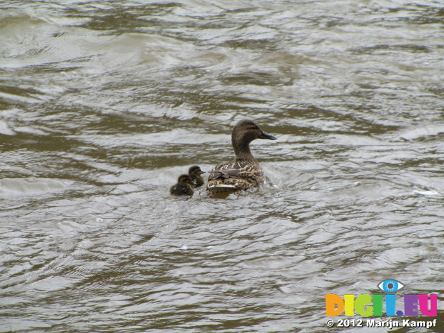 SX22018 Duck and two ducklings